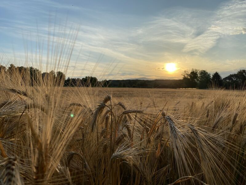 File:Kornfeld an der Nidda in Frankfurt am Main.JPG